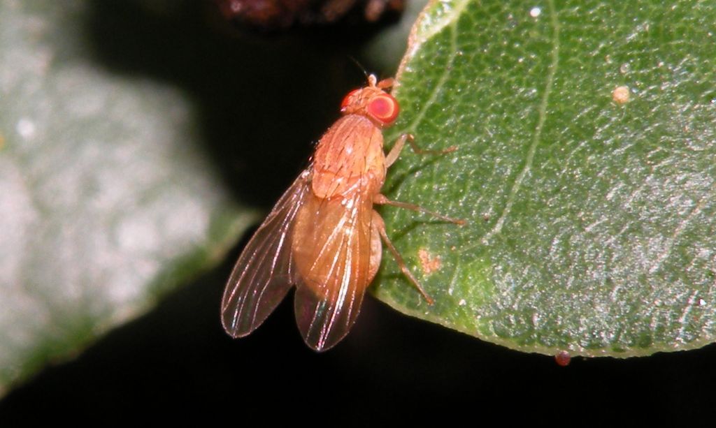 Lauxaniidae: Sapromyzosoma quadripunctata?